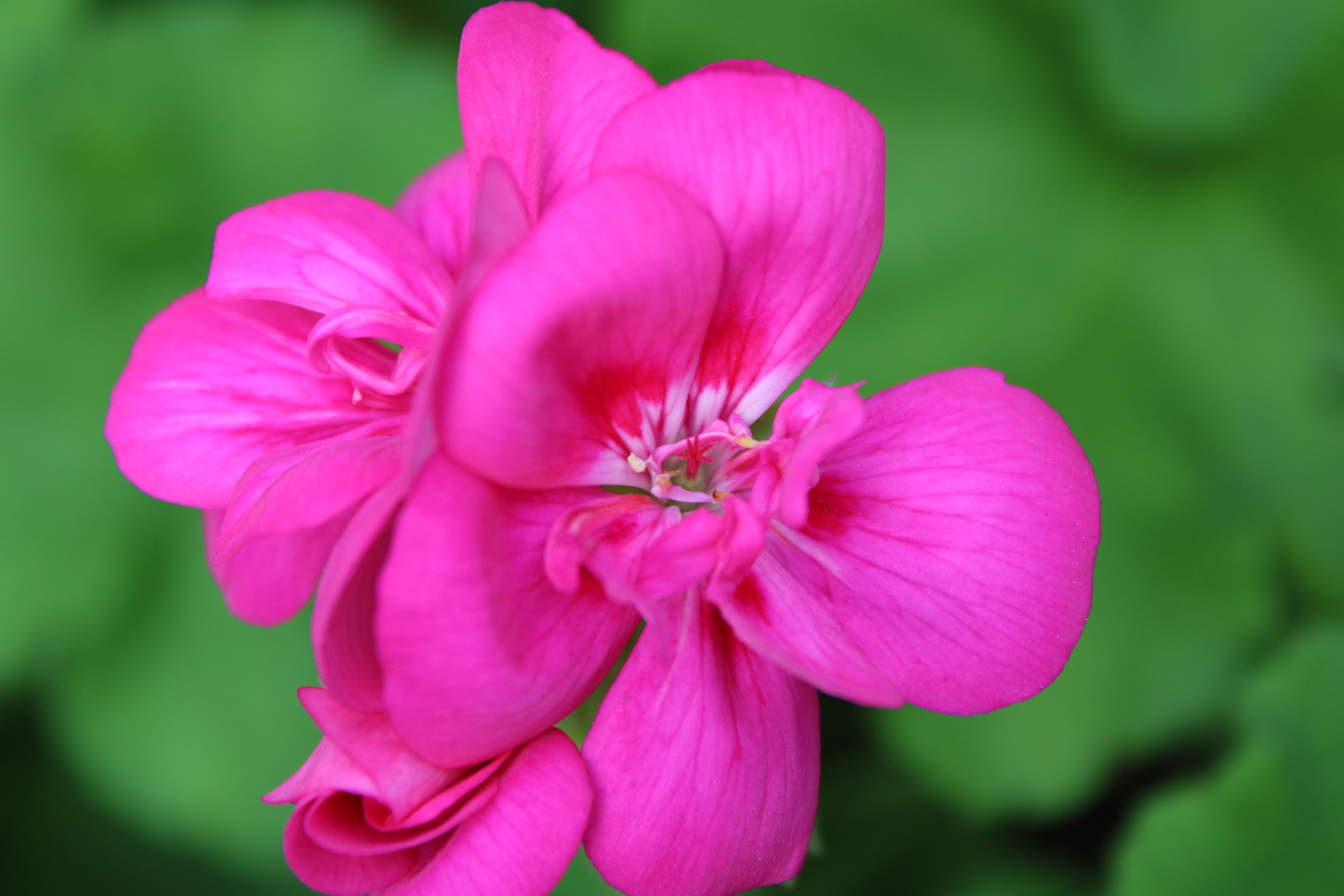Vibrant magenta geranium close up