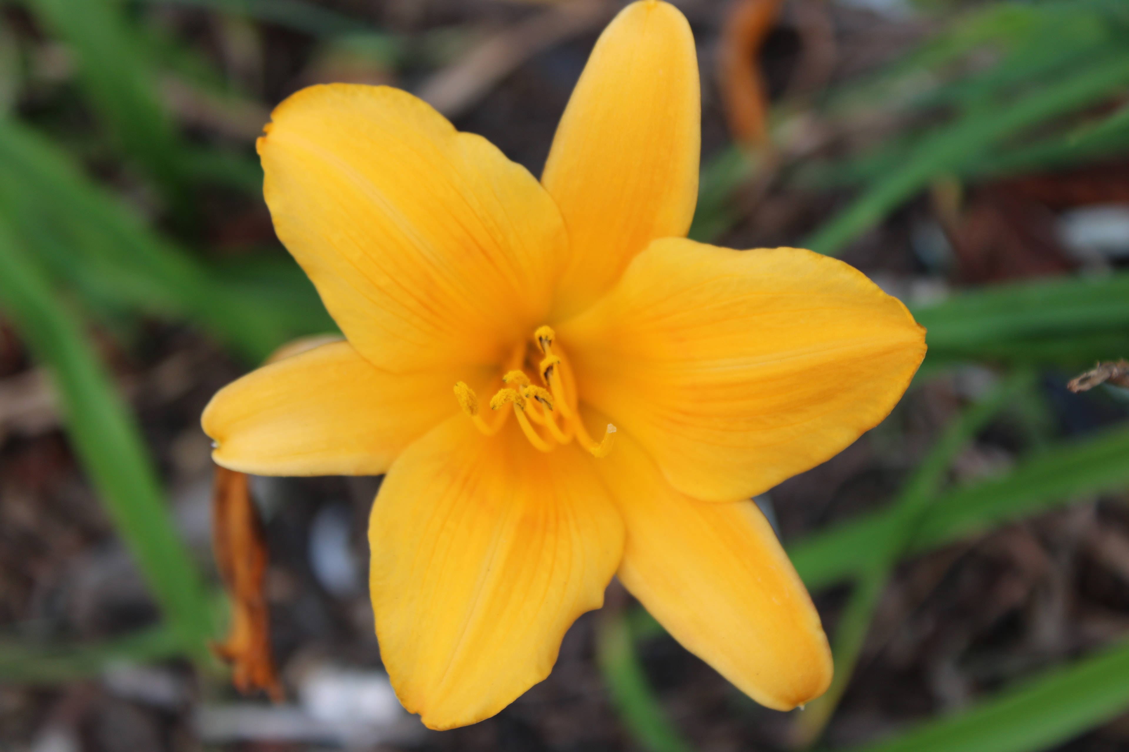 Golden yellow daylily in full bloom