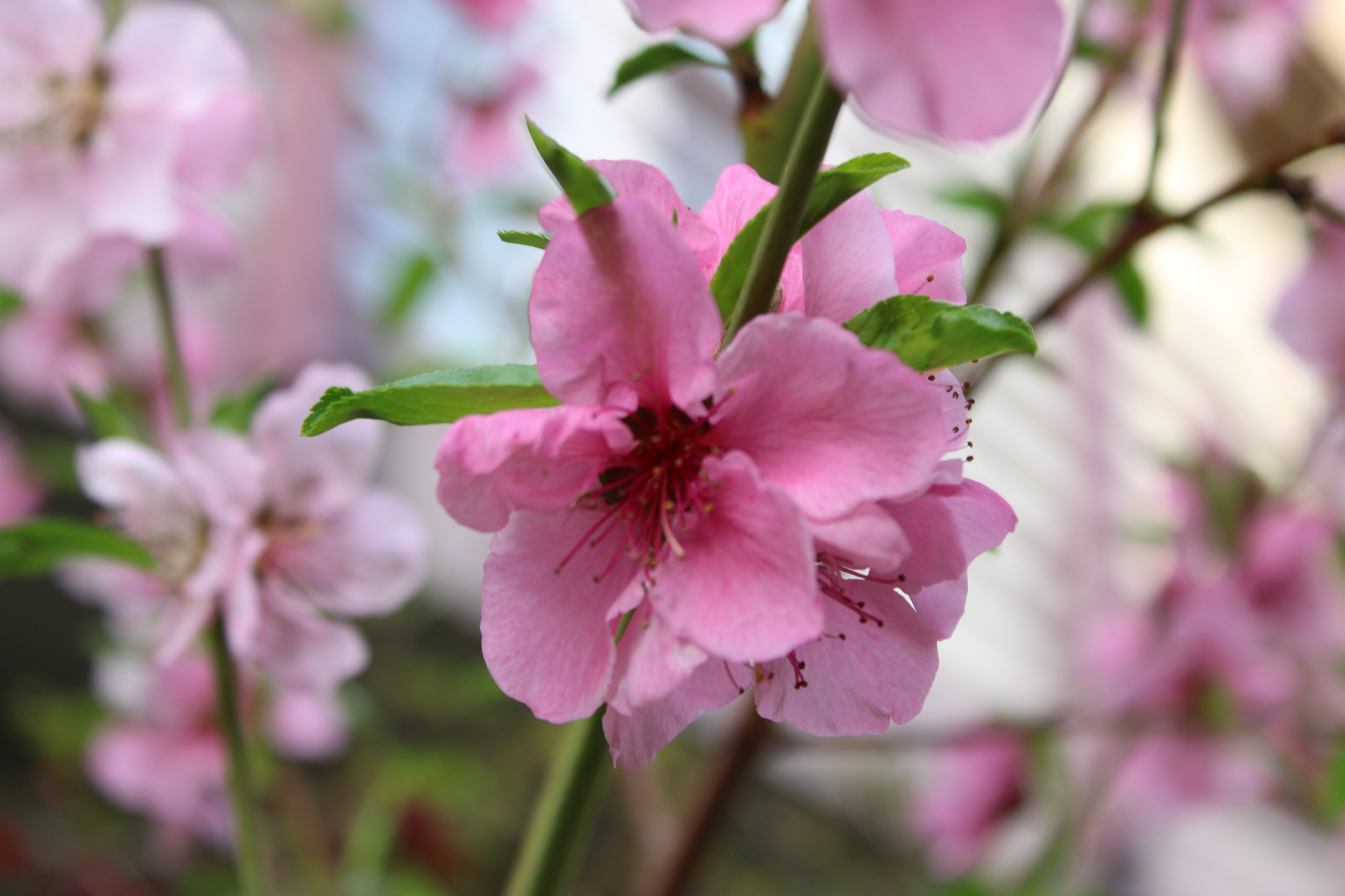 Pink peach blossoms on a branch