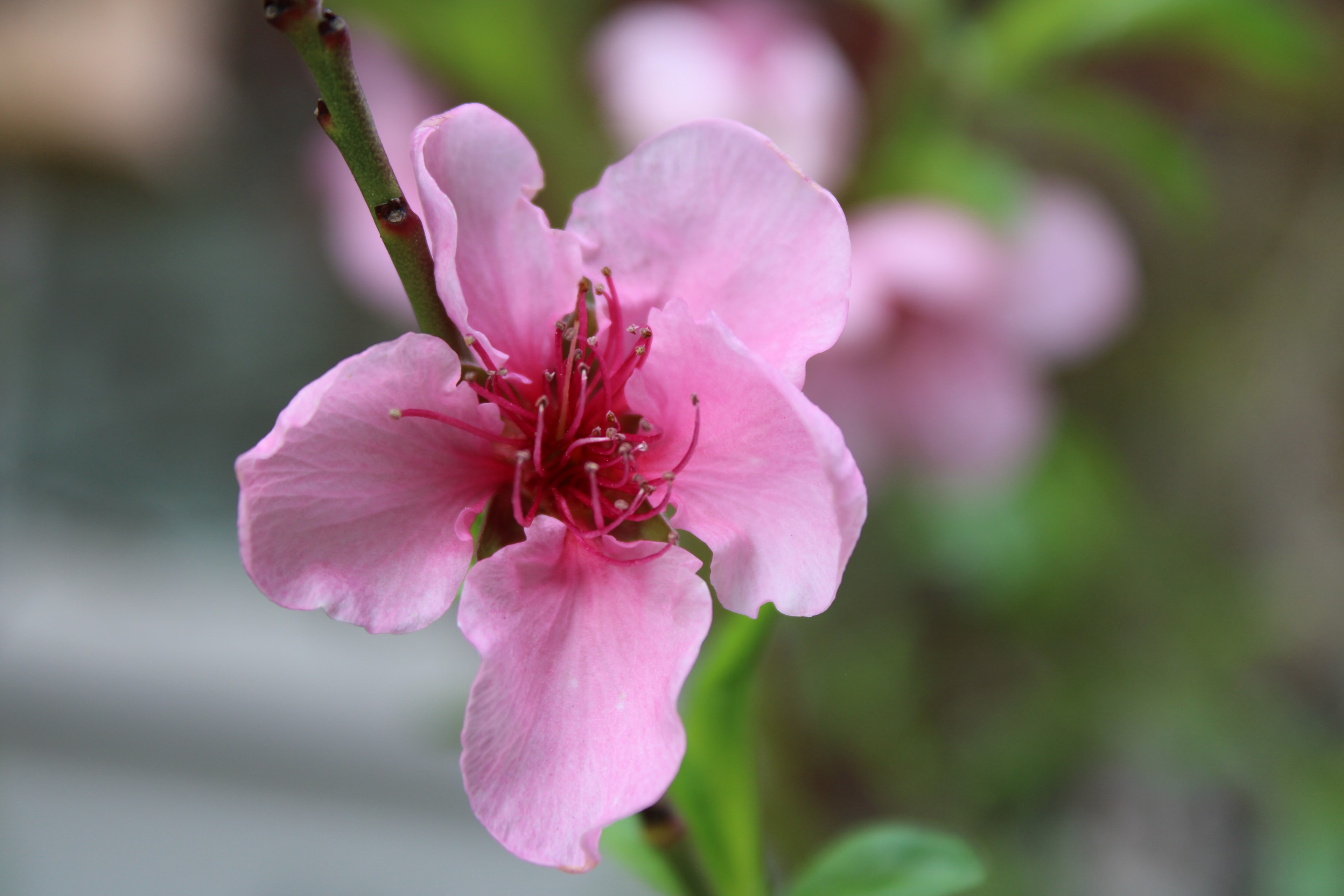 Soft pink peach blossom with red stamens