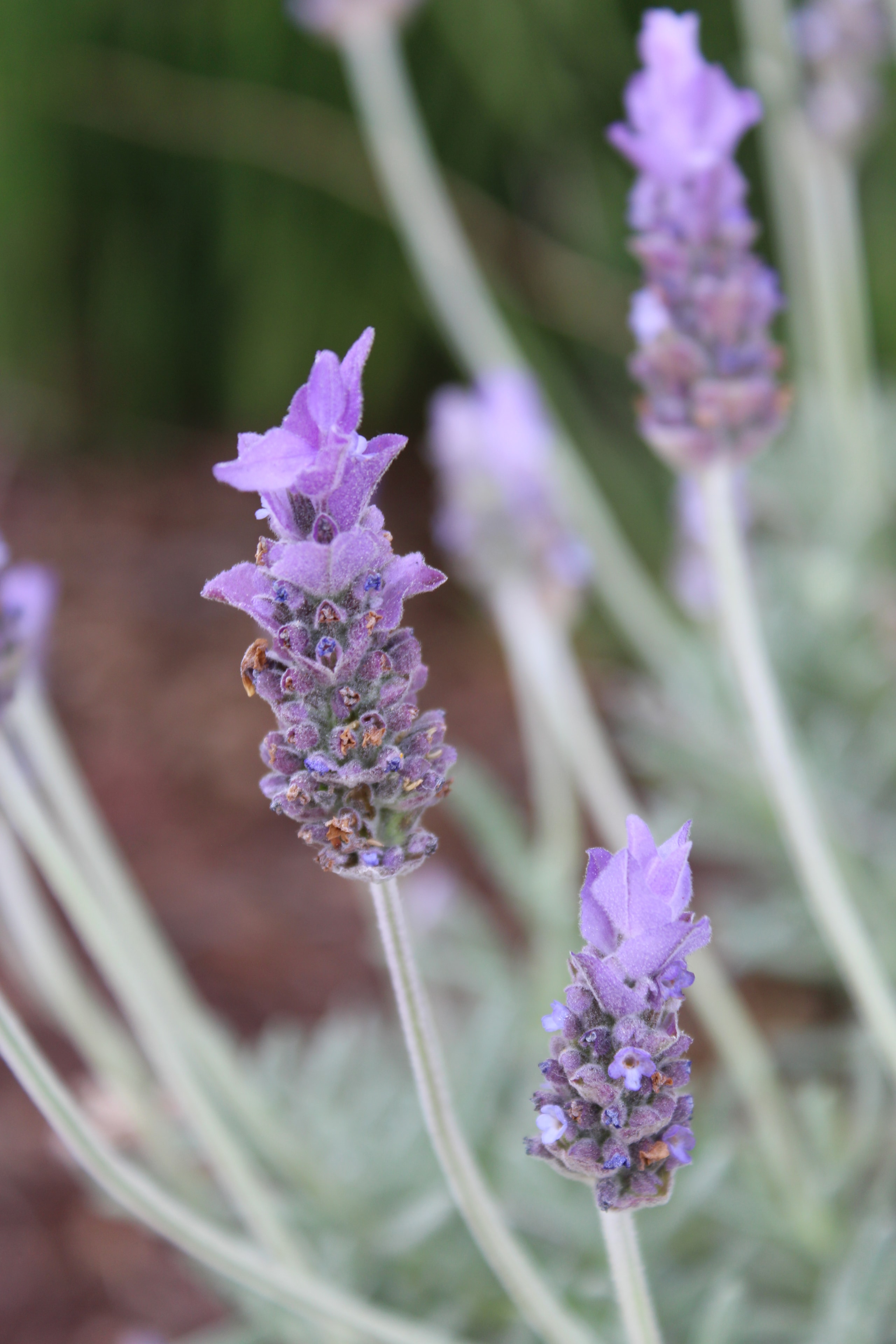 Purple lavender spikes close up