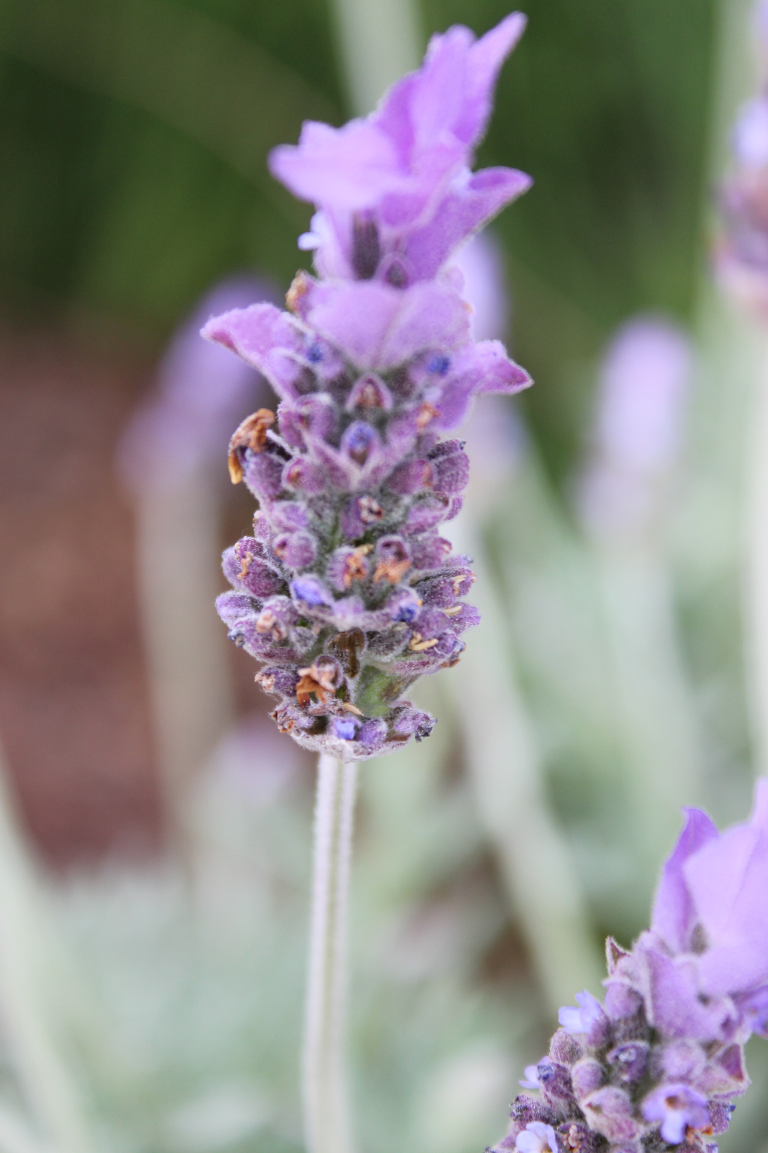 Lavender bud macro with silvery foliage