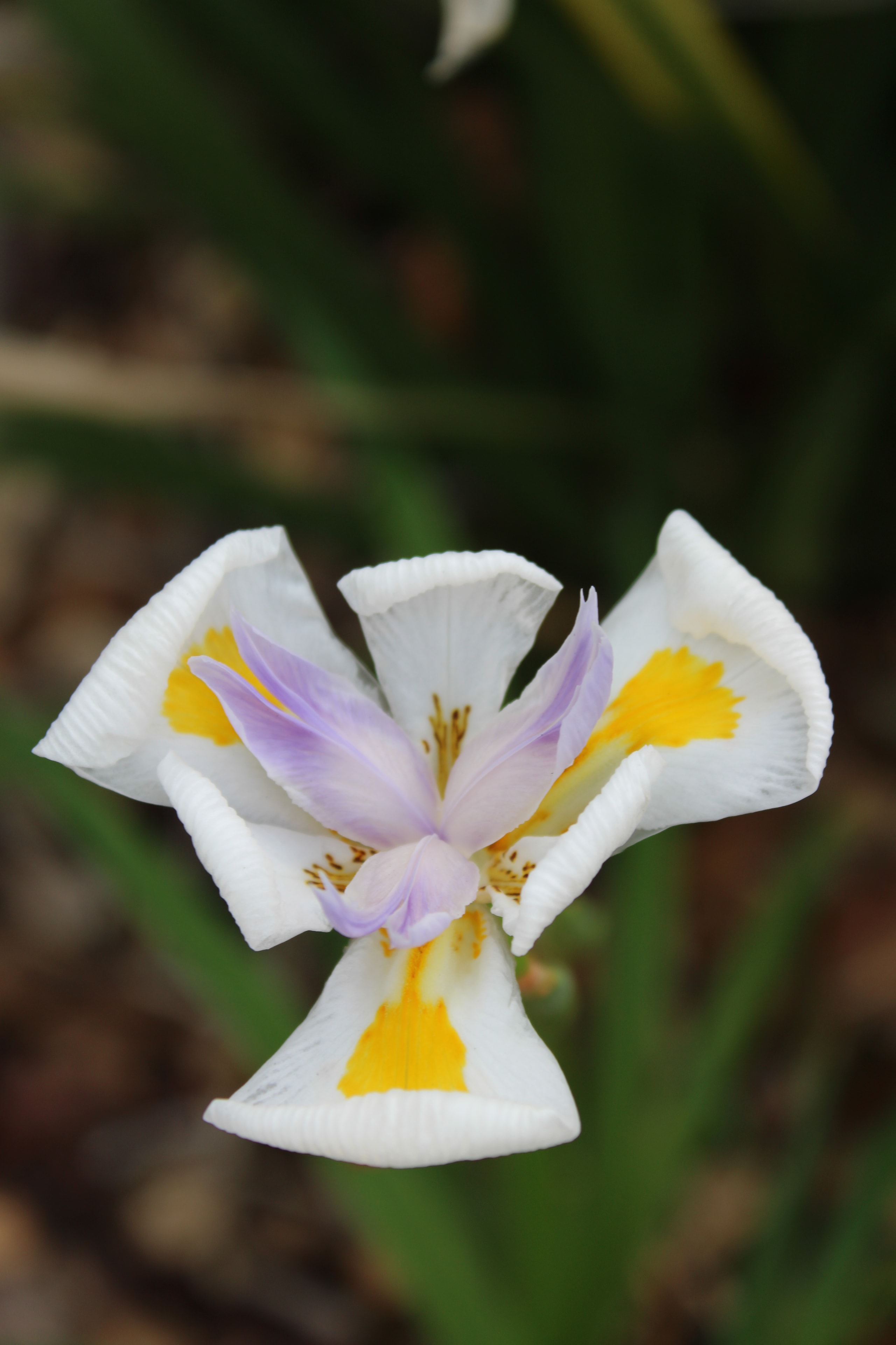 White iris with lavender and gold petals