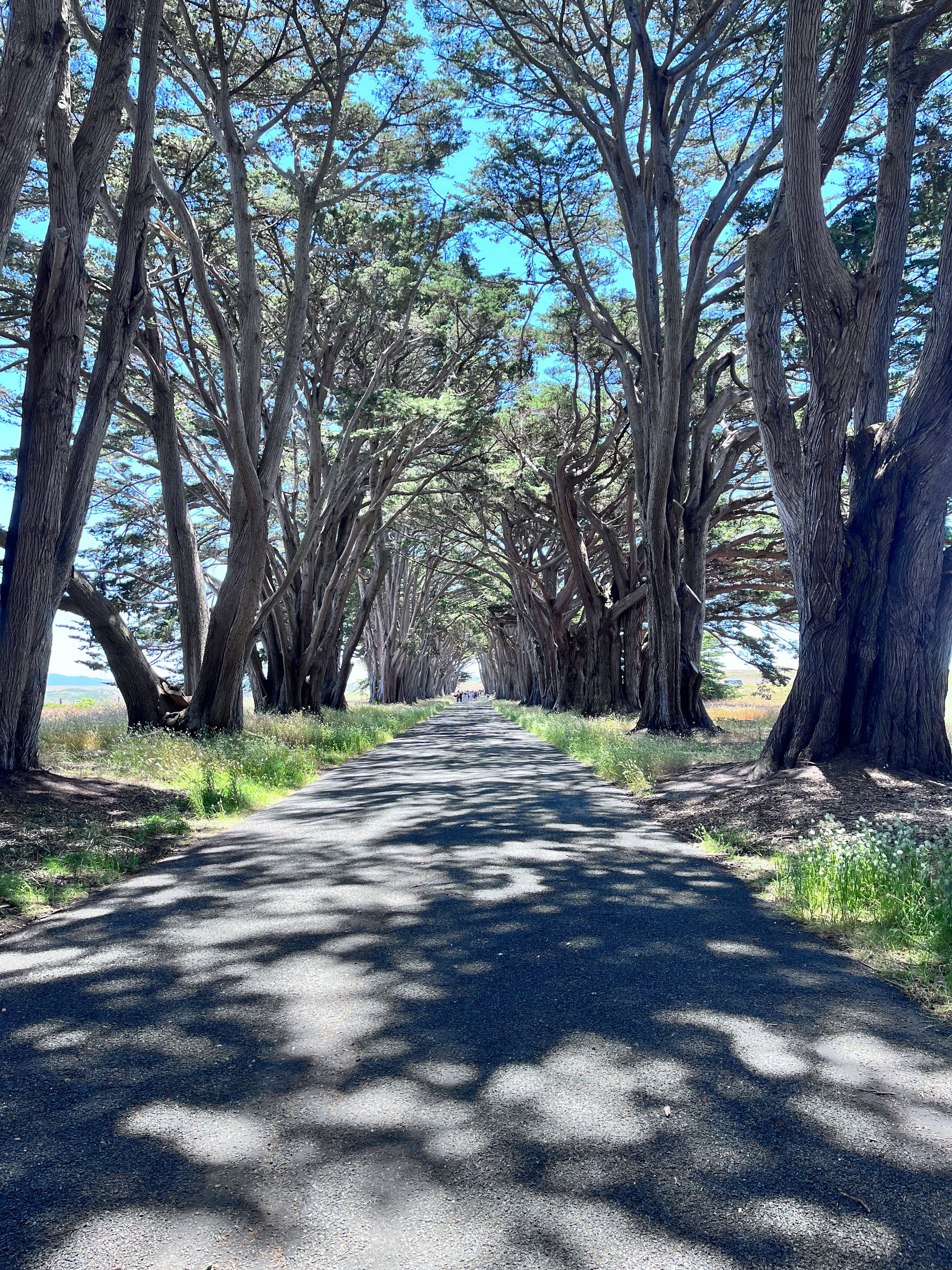 Ancient gnarled cypress trees lining a sunlit path with dappled shadows